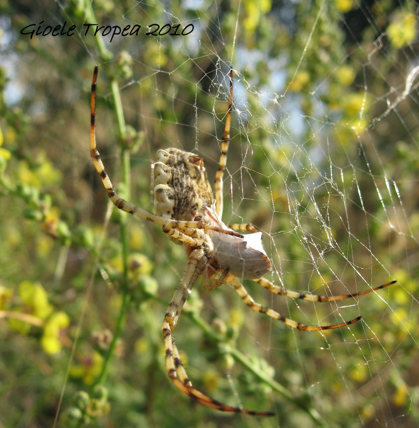 Argiope lobata